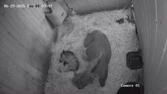 Minihorse hřebeček - 2