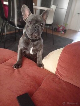 Francúzsky buldog - 2