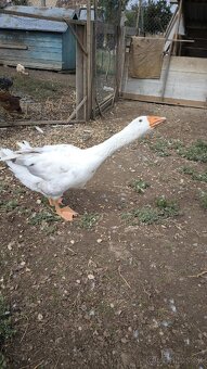 Gunár - 2