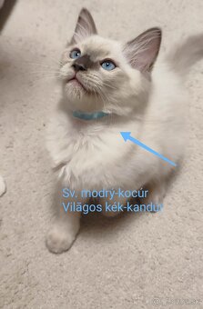 Ragdoll mačičky bez PP - 2