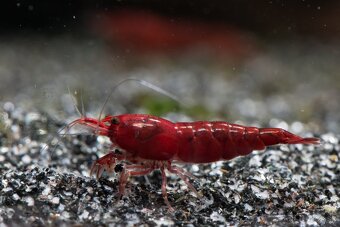 Neocaridina krevety selektované - 2