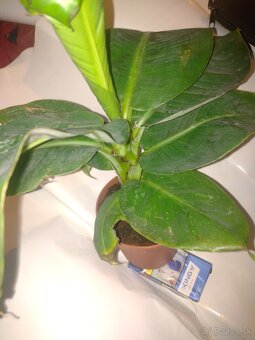 BANAN - 2