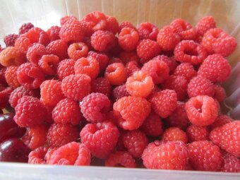Maliny - 2