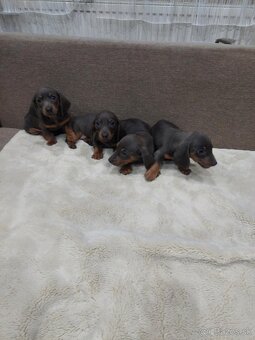 Jazvečik  trpazlici - 2