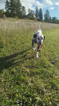 Darujem dalmatinca - 2