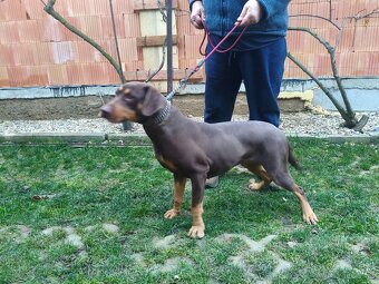 Lousiansky leopardí pes - 2