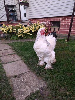 Brahmanka - kohút - 2