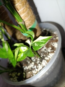 Rhaphidophora tetrasperma variegata - 2