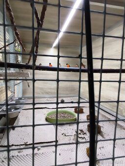 Drobotina čížik ohnivý - 2