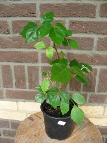 Cisus kosoštvorcový - Cissus rhombifolia - 2