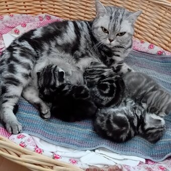 Britské mačiatka whiskas - 2