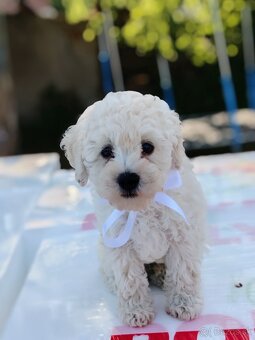 Toy pudel - 2
