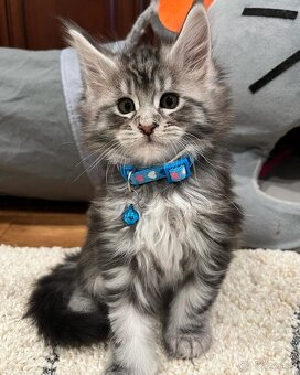 Krásne mačiatka plemena Maine Coon - 2