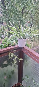 Izbová rastlina Zelenec - 2