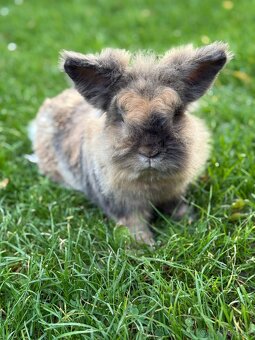 🐰 Predám zajačika Bunnyho – 3 roky, samec (s klietkou a nap - 2
