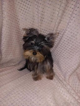 York, Yorkshire, Yorkshirsky terier, mini yorkshire samec - 2