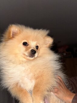 Pomeranian nemecký špic - 2