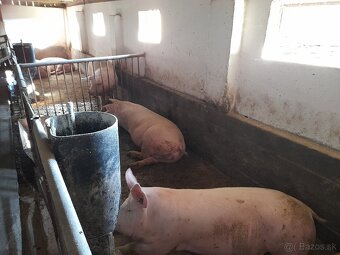 Predám krmníky - 2