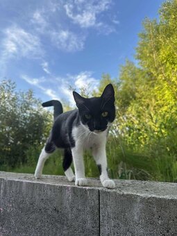 Hľadáme domov pre kocúrika - 2