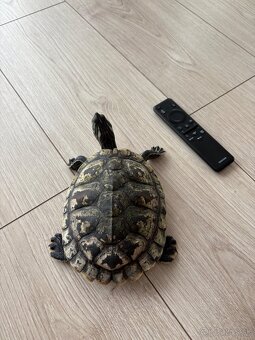 Vodná korytnačka - 2