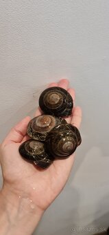 Africke slimáčiky stromové - 2