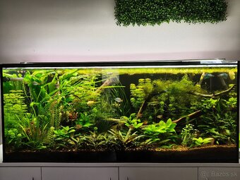 Rastliny do akvária - 2