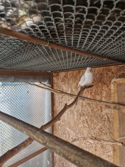 Predám Penant biely. - 2