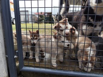 Sibírsky husky šteniatka - 2