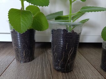 Originál rymovnik ( nádchovník) - 2