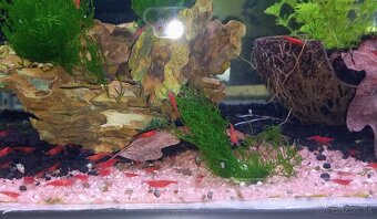 Krevetky Red Sakura - 2