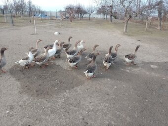 husi na predaj - 2