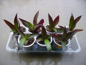 Reo / Tradescantia - izbová rastlina mládniky - 2