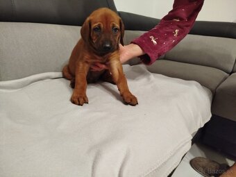 RHODESIAN RIDGEBACK - 2
