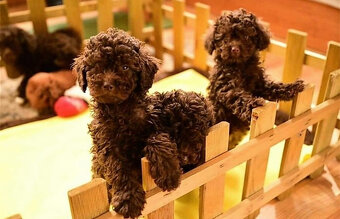pudl pudel toy chocolate - 2