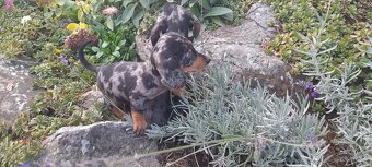 Jazvečík krátkosrstý merle - 2