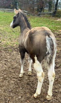 Zrebcek Aph   Buckskin overo/sabino - 2