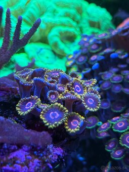 Zoanthus Mind Trick 20+ polypov - 2