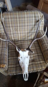 Predam trofej z jelena - 2