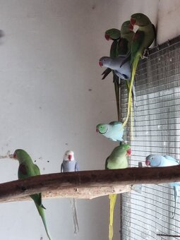 Alexandre veľké a malé - 2