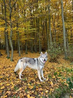 Československý vlčiak s PP - 2