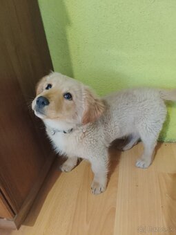 Zlatý retriever miešaný - 2