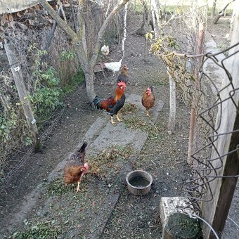 Nasadové vajíčka - 2