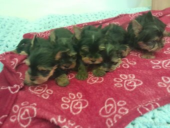 Yorkshire teriér Yorkshir - 2