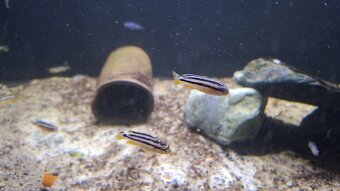 Africke cichlidy malawi - 2