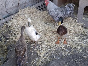 Kačice indicke bežce 20€ za vsetky 3 - 2