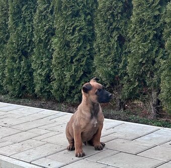 Belgický ovčiak- Malinois - 2