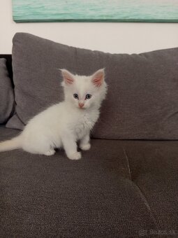 Maine Coon - 2