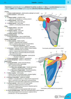 MEMORIX ANATOMIE (5. vyd., PDF) - 2