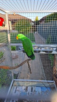 Eklektus rorathus polychloros para - 2