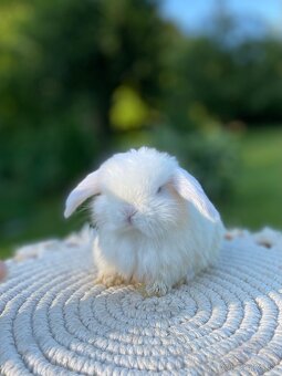 Mini Lop s VP - 2